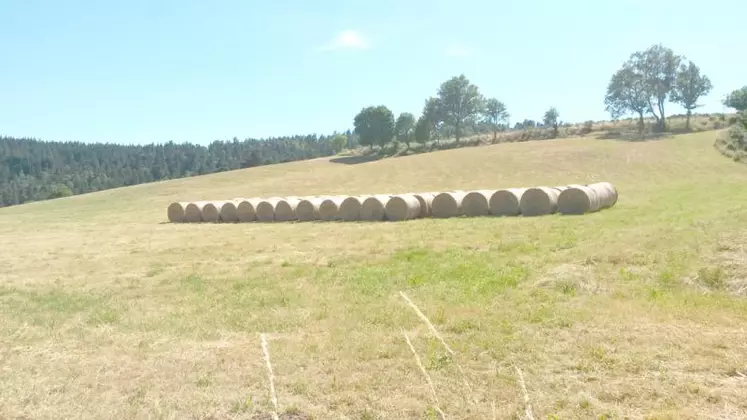 Les rendements observés sont jugés satisfaisants hormis dans les zones impactées par les campagnols, la qualité, elle, est moyenne voire médiocre.