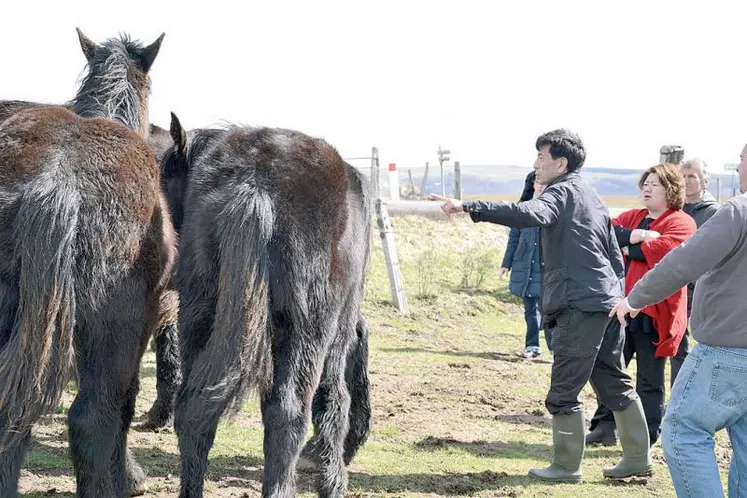 Début avril, des clients japonais étaient venus en repérage dans le Cantal, jauger de la qualité des animaux. 