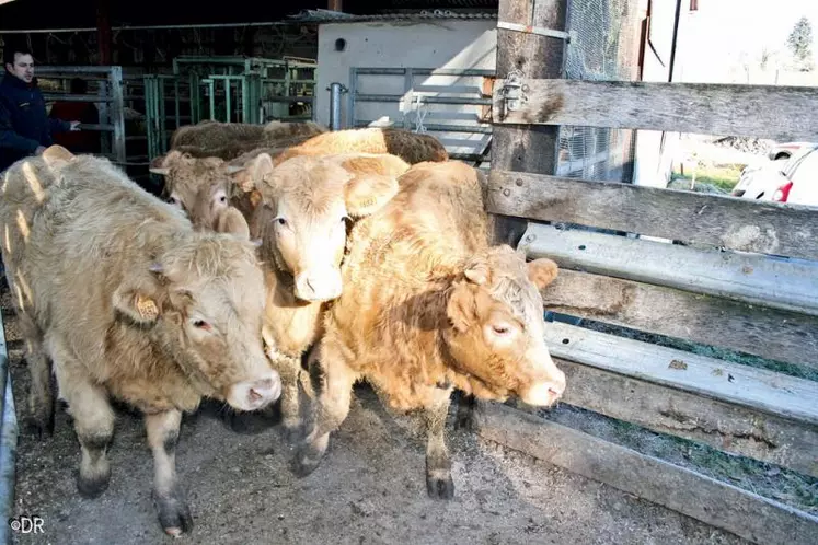Races salers et aubrac sont très prisées de nombre de pays tiers a confirmé le directeur adjoint de la DGAI.