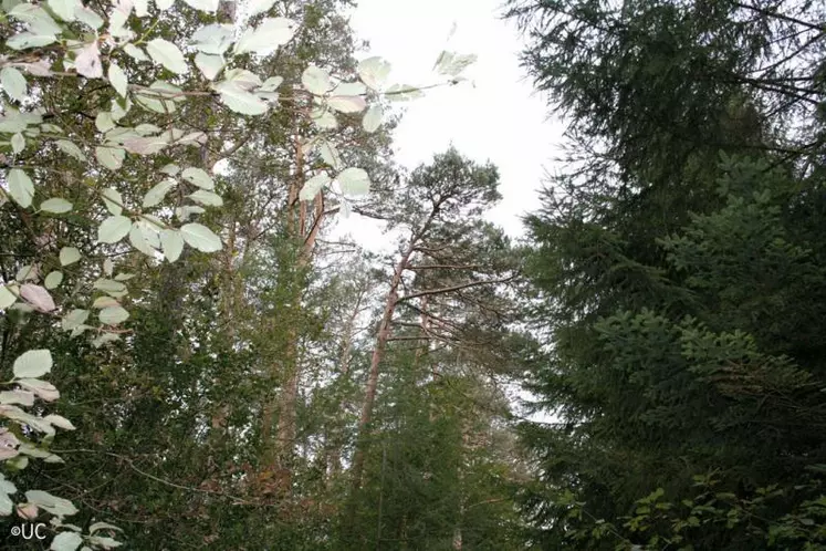 Quatre-vingts pourcents des forêts cantaliennes sont privées.