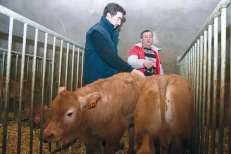 Des veaux de lait élevés par Jean-Paul Andrieu et son fils Rémi qui vient de s’installer à ses côtés.