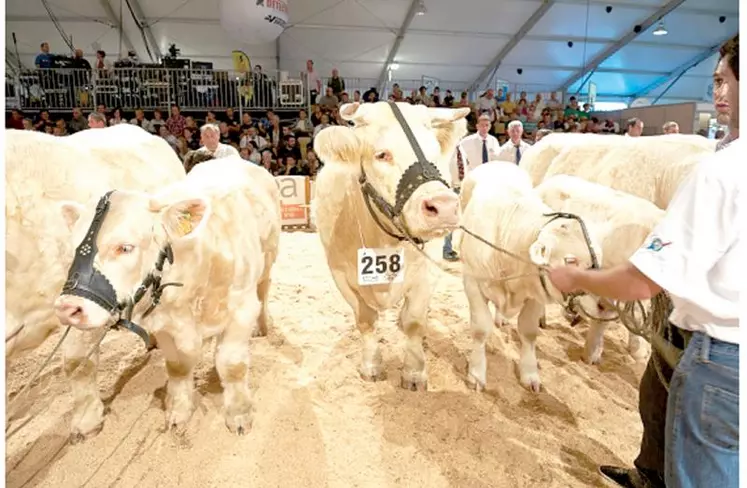 Le Zénith accueillera le National charolais, avec plus de 400 spécimens de la race.