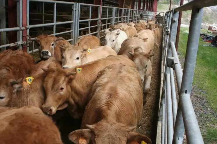 Avec un effectif de 98 700 broutards recensés en 2011, le Cantal est le premier département français - et de loin - producteur de maigre.