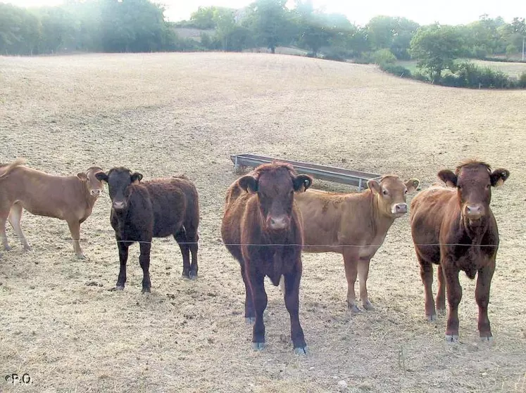 Si elle se confirme, la sécheresse pourrait finir de fragiliser une agriculture locale déjà affaiblie.