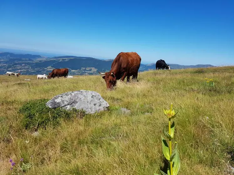 Pascal Carrère : “L’agriculture a contribué à la diversité génétique en créant un grand nombre de cultivars qui ont fait progresser la recherche génétique.”