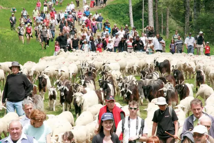 Derniers hectomètres pour les brebis qui ont parcouru en 2012 180 km depuis le Lot pour rallier Le Lioran.