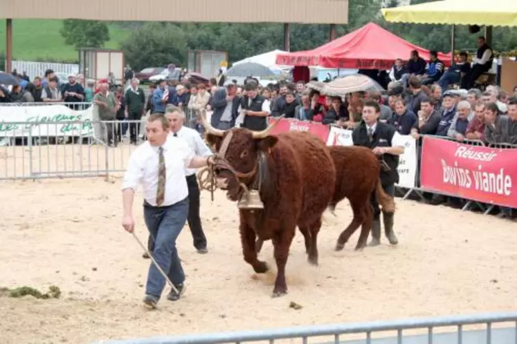 200 éleveurs étrangers sont attendus du 14 au 17 septembre à Salers pour des journées internationales qui se termineront autour du concours national de la race.