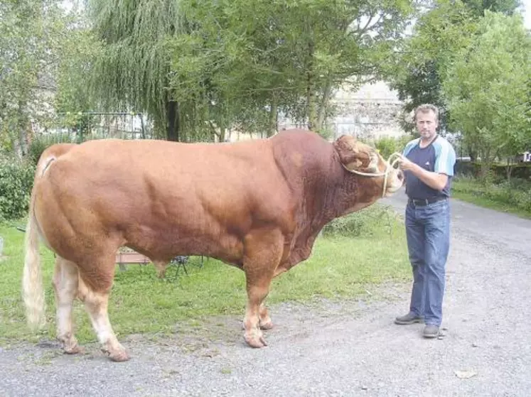Olivier Bladou présentera “As”, un taureau de 1250 kg né en janvier 2005.