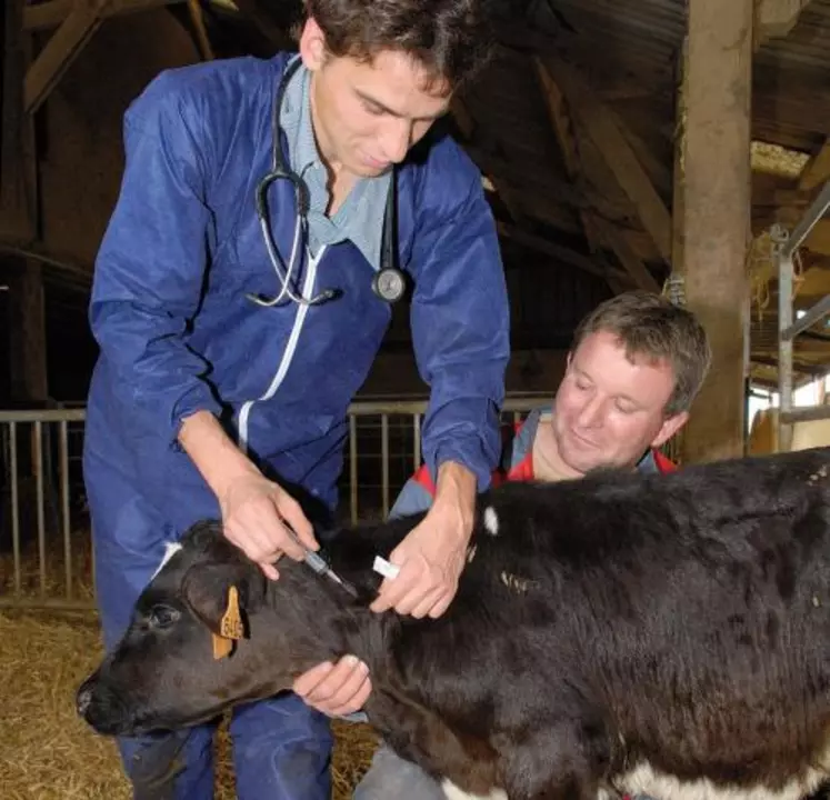 Une nouvelle réglementation confère aux vétérinaires la responsabilité de la vaccination contre la FCO.