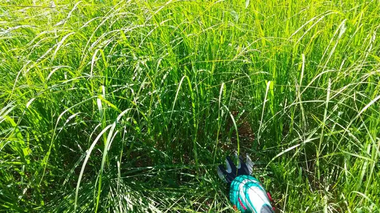 L'analyse de l'herbe permet de mesurer les indices d'azote, de phosphore et de potassium.