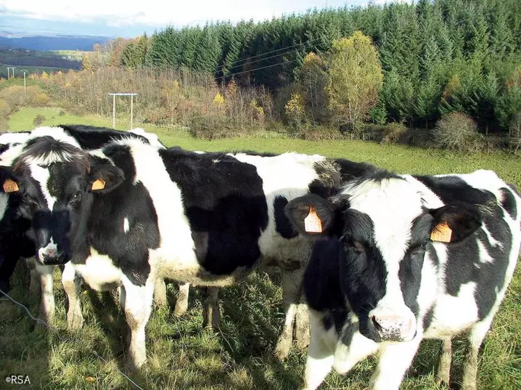 La méthode parfaitement au point et très complète s’avère de surcroît très fiable pour permettre la progression génétique.