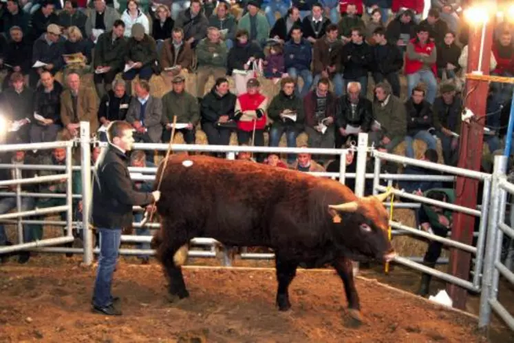 Deux taureaux ont atteint ou dépassé le seuil des 7 000 euros, dont “Agrume” (photo), acheté par deux éleveurs du berceau.