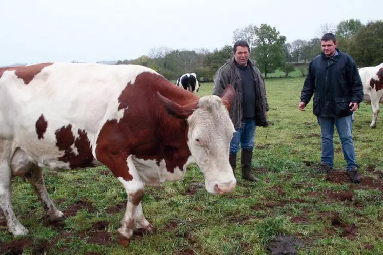 Passionné de montbéliardes, Johan Meynial a aussi œuvré aux côtés de Pierre Meihoc et de son fils à la préparation d’Ultime, sacrée championne pour la seconde fois à Pleaux en août 2009.