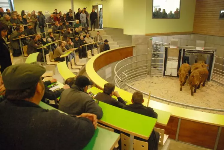 Derniers tests pour le marché au cadran de Mauriac, devant les regards attentifs des éleveurs qui espèrent que cette nouvelle structure relancera les ventes du département.