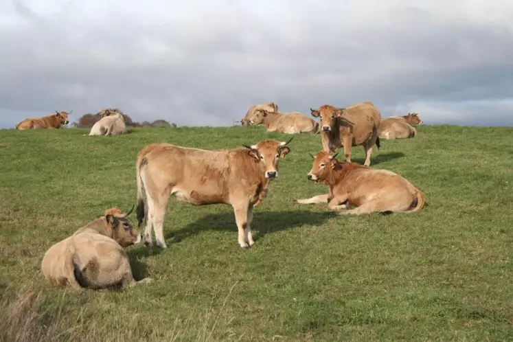 Un taux de productivité minimum de 0,8 veau par vache sur 15 mois est introduit pour l'aide à la vache allaitante.