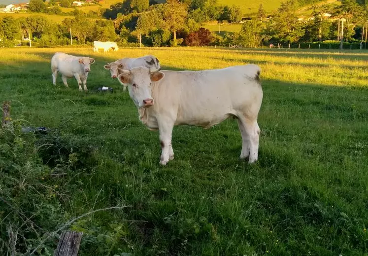 Le grand Massif central, berceau des races à viande.