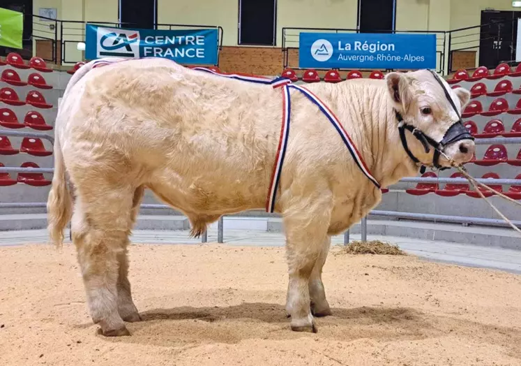 Un veau charolais présenté sur un ring.