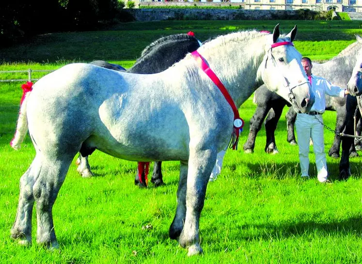 L’organisation mise en place depuis 1996 par la section équine de GDS Creuse en relation étroite avec le syndicat des éleveurs de chevaux de trait a permis de maintenir une situation sanitaire favorable avec un engagement financier limité. Face aux risques sanitaires actuels en AVE et métrite équine contagieuse et devant les obligations variables (dépistage obligatoire pour les stud-books Percheron et Ardennais), le dépistage se poursuit.