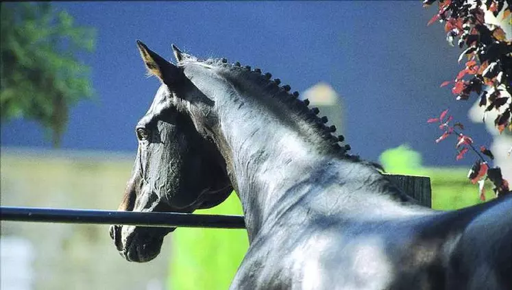 En 2010 verront le jour un travail sur un cas-type trait, un programme de formation sur l'alimentation du cheval ainsi qu'un témoignage présentant une structure équestre du réseau.