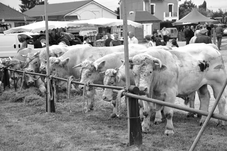 Cent soixante-deux bovins et 121 ovins furent au rendez-vous cette année.