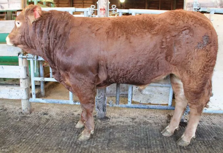 Filivert, né au Gaec du Mazuc (15), et acheté par le Gaec de Villechabut en Creuse, la 2e meilleure enchère de la vente Espoirs (4 400 euros).