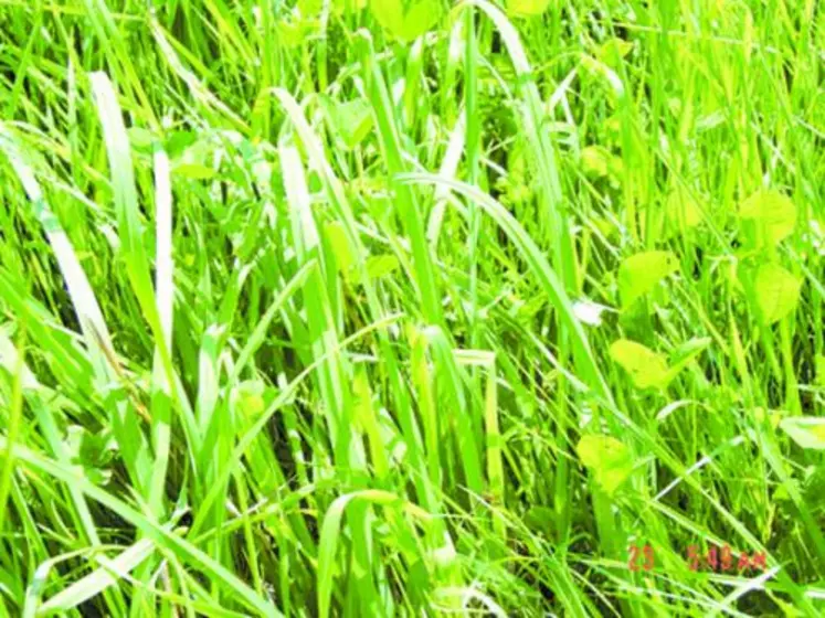 Essais herbe