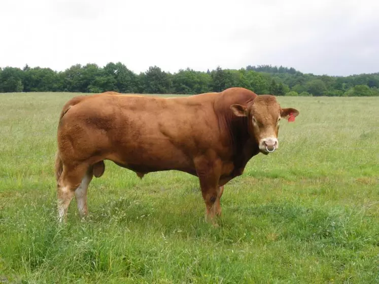 Bandit-MN au Gaec Malabre qualifié RRE VS sur descendance en ferme (top 1 % supérieur de la race), sera diffusé par insémination animale dès la fin 2011.