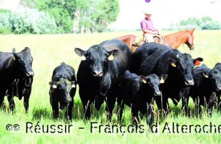 Troupeau américain dans une prairie du Wyoming.