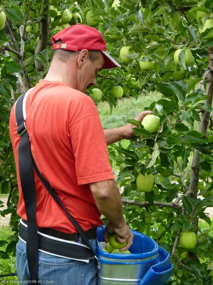 Près de 5 000 cueilleurs seront mobilisés durant trois semaines pour récolter quelques 100 000 tonnes de pommes.