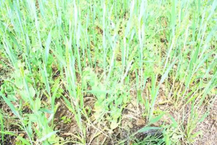 Les mélanges céréales-protéagineux, souvent appelés méteil consistent à associer une ou plusieurs espèces de céréales (blé, triticale, avoine) avec une ou plusieurs espèces de protéagineux (pois fourragers, pois protéagineux, féverole).