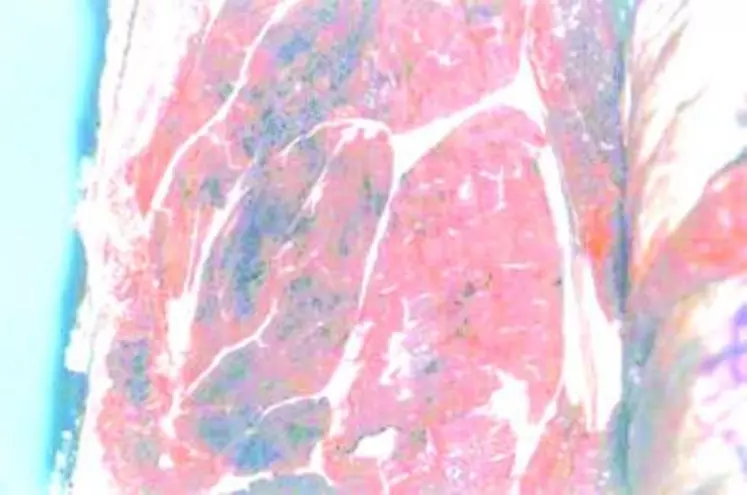 Le purpura se manifeste par la présence de multiples taches de sang dans les muscles et les abats rouges. Ces défauts rendent la viande non commercialisable pour des questions de présentation, d’où sa saisie au stade de l’abattoir, même si elle demeure parfaitement consommable.