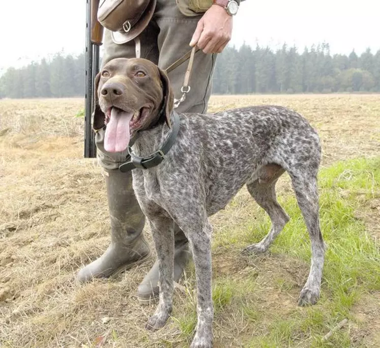 La période d'ouverture générale de la chasse à tir et de la chasse au vol est fixée pour le département du dimanche 12 septembre à 8 h au lundi 28 février au soir.