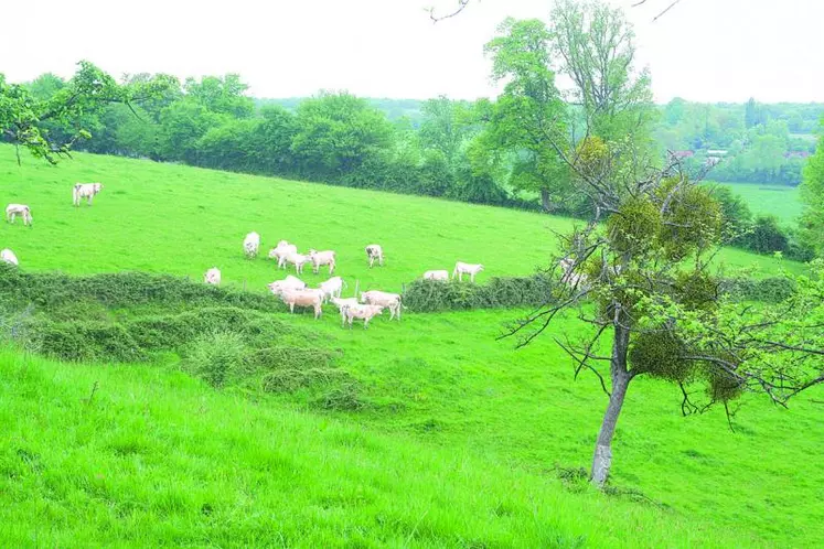 L’avenir de la filière bovin-viande dépend des choix que l’Europe fera en matière de modèle d’élevage.