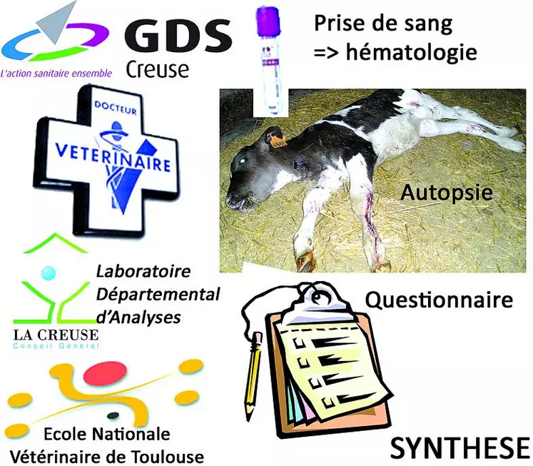 Un suivi épidémiologique est mis en place par GDS Creuse, les vétérinaires et le LDA en relation avec l’Ecole nationale vétérinaire de Toulouse. Les alertes vont concerner des veaux âgés d’une à trois semaines présentant des hémorragies sur trois sites (gencives, 3ème paupière, muqueuse vulvaire, sueurs de sang, sang dans les fèces, etc.).