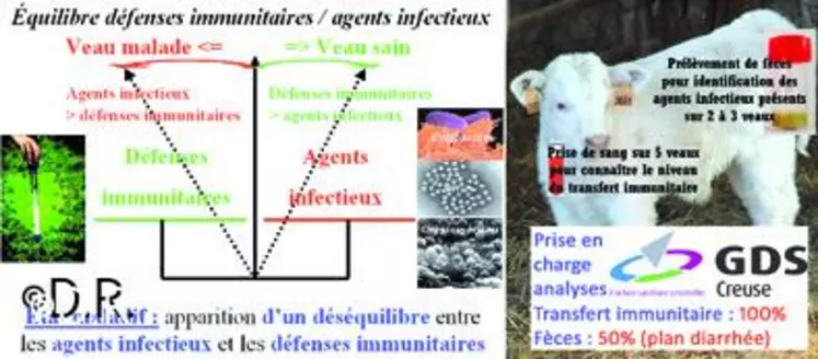 L'avenir du veau se joue dans les heures suivant sa naissance. Dans l'utérus, le fœtus se trouve sous haute protection. A la naissance, un envahissement brutal de son tube digestif par les micro-organismes se réalise alors qu'il est totalement dépourvu de défenses immunitaires. La connaissance du facteur majeur de déséquilibre va déterminer le plan de lutte. Cela demande une analyse des fèces et du transfert immunitaire.