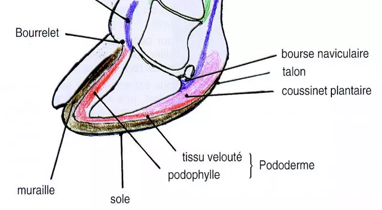 La bonne réalisation d’un parage commence par une certaine connaissance de l’anatomie du pied des bovins.