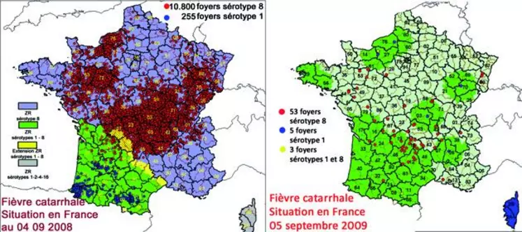 La situation épidémiologique est favorable : au 5 septembre 2008, en France, plus de 11 000 foyers de fièvre catarrhale (10 800 foyers sérotype 8 et 255 foyers sérotype 1), un an plus tard, une soixantaine de foyers (53 foyers sérotype 8,5 foyers  sérotype 1 et 3 foyers sérotypes 1 et 8).
