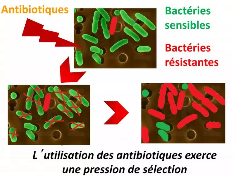 Toute utilisation d’antibiotique favorise l’apparition d’antibiorésistance et plus on utilise d’antibiotiques, plus la résistance augmente. L’antibiorésistance est favorisée par une mauvaise utilisation des antibiotiques : prescription mal respectée (sous-dosage, réduction ou augmentation du temps de traitement…), antibiotiques périmés ou mal conservés, mauvaise homogénéisation du flacon d’antibiotique avant injection, surestimation ou sous-estimation du poids de ...