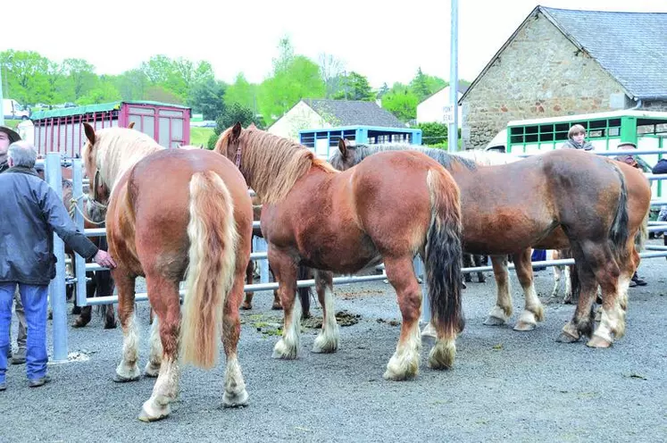 Des chevavux de traits de race bretonne.