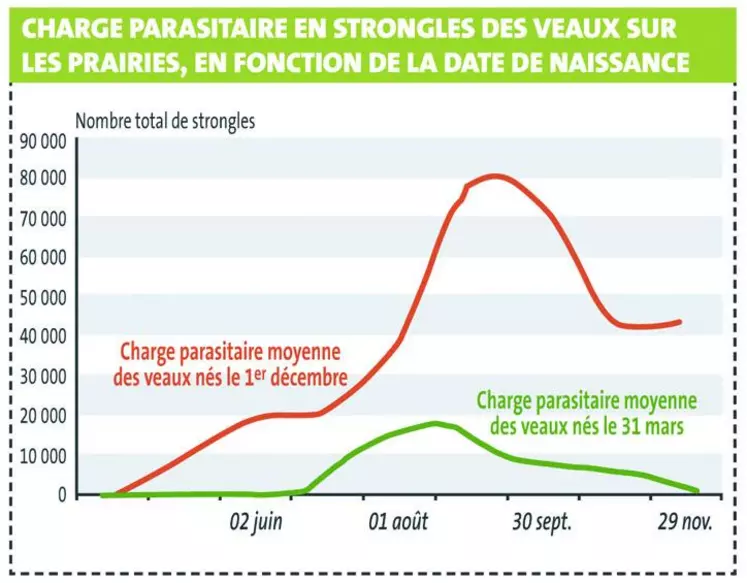 La date de naissance influe fondamentalement sur la dynamique d’infestation au niveau des prairies. Cela implique donc une approche spécifique de la gestion des strongles en fonction des périodes de vêlage.