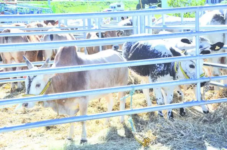 Animaux de nos contrées ou plus exotiques, tels un zébu ou une vosgienne : les visiteurs ont pu découvrir la diversité des races à viande.