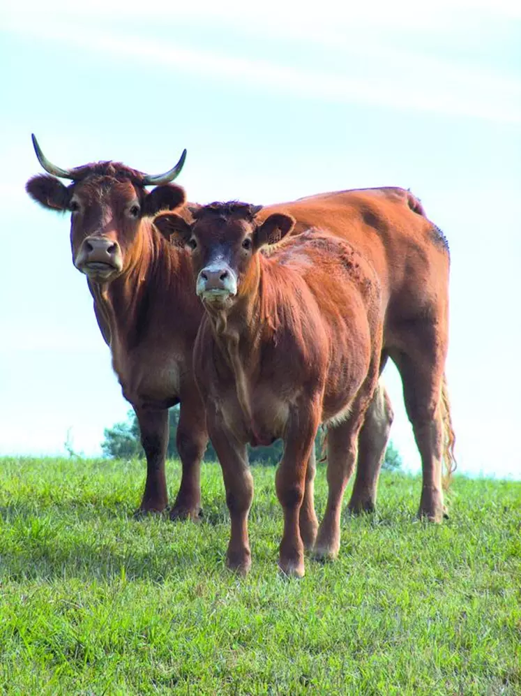 4 320 inséminations en race pure limousine ont été réalisées lors de la dernière campagne.