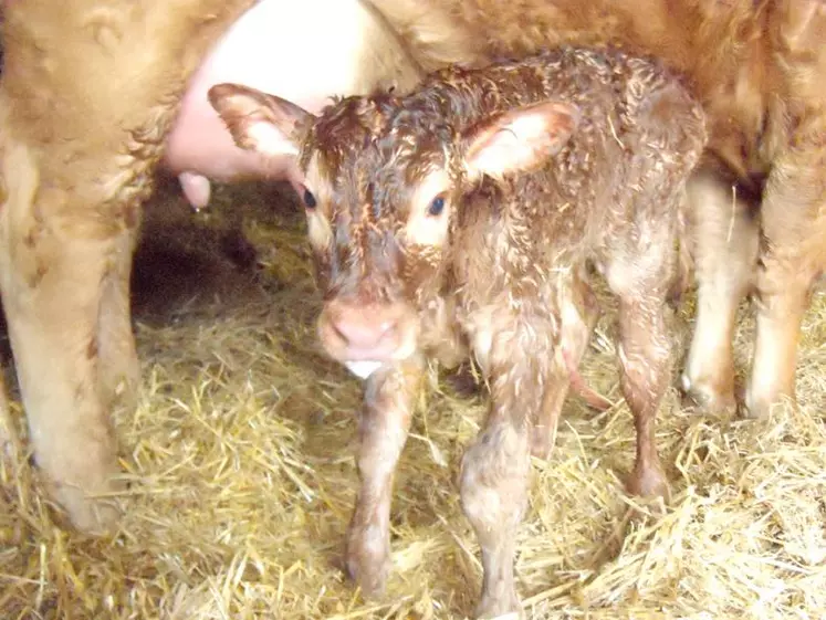 Le petit veau, fils de Bretelle et de Bouffy, le champion mâle qui participera quant à lui à l'événement, a de qui tenir.