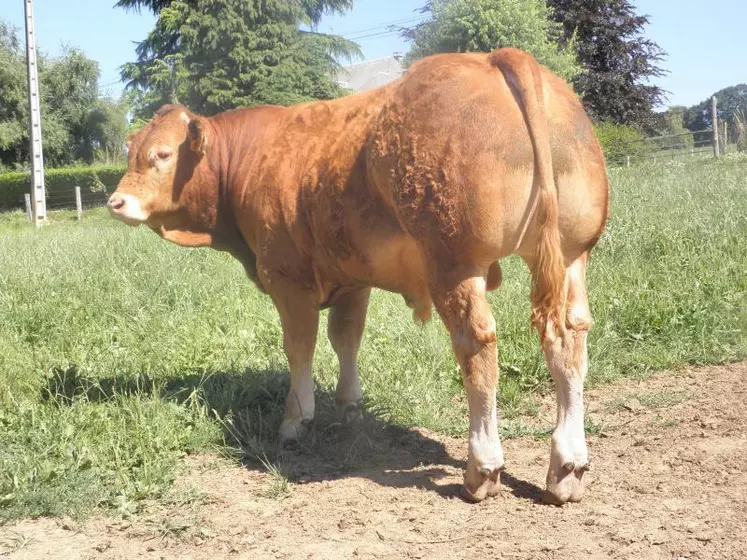 Le bien nommé Festival a été l’animal le mieux vendu de la vente aux enchères durant le Festival de l’Élevage.