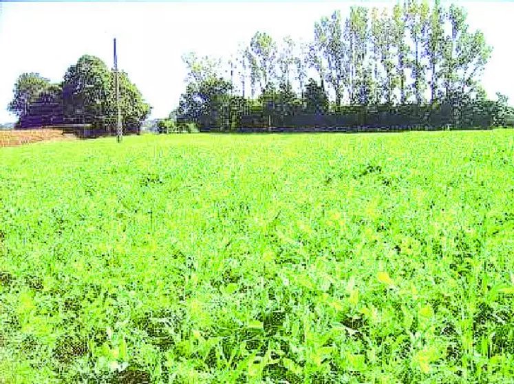 Vesce/avoine semée derrière un triticale/seigle/pois récoltés en grain.