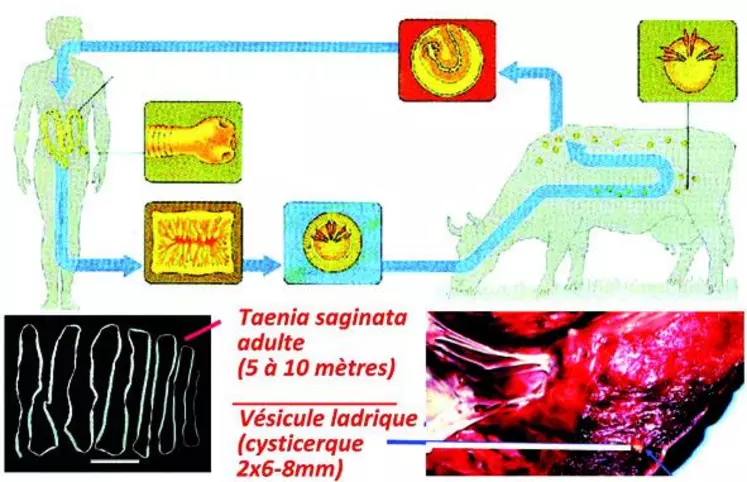 L'Homme s'infeste en consommant de la viande crue ou peu cuite renfermant des cysticerques. En 3 mois, la forme adulte de Tænia saginata est formée dans l'intestin grêle. Cinq à 10 anneaux mobiles du tænia sont expulsés chaque jour de façon spontanée. Dans le milieu extérieur, les anneaux sont lysés et libèrent les œufs (environ 80 000 par anneau, soit plus de 150 millions par an) qui sont très résistants dans le milieu extérieur, ainsi qu'aux agents physiques et chimiques.