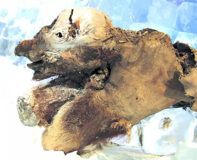 Khroma, le bébé mammouth le plus vieux du monde est présenté en exclusivité mondiale au musée Crozatier du Puy-en-Velay.
