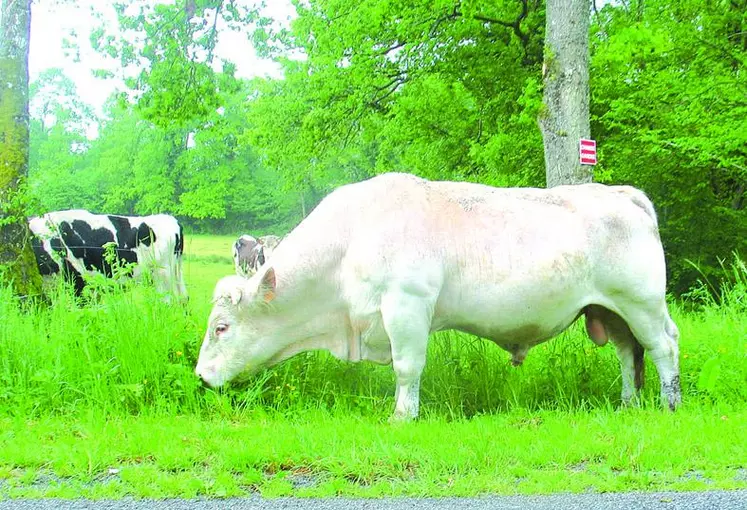 Les sénateurs ont approuvé le développement de la contractualisation entre agriculteurs et industriels, retenant l'obligation de contrats écrits de vente qui mentionnent des prix et des volumes de livraisons.