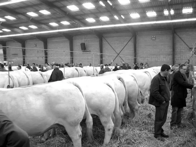 Les charolais