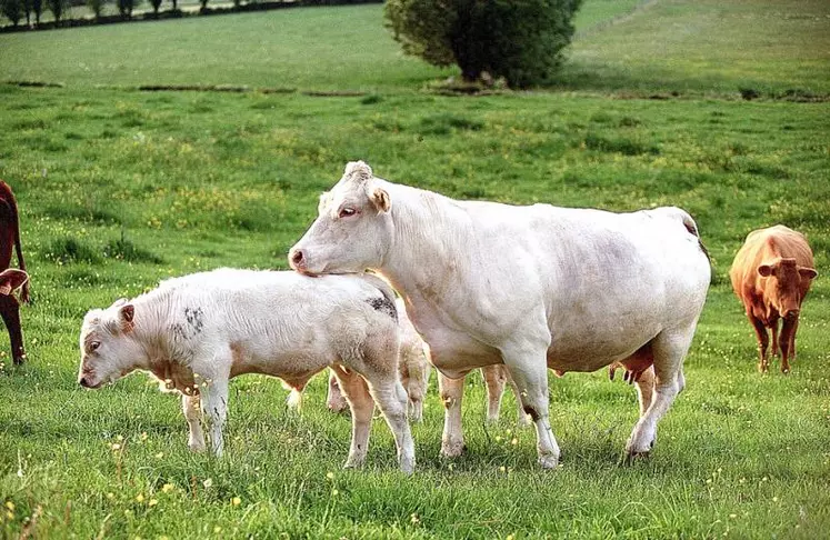 Les Creusois se positionnent de belle manière dans quelques catégories.